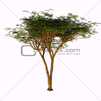 Umbrella Acacia Tree