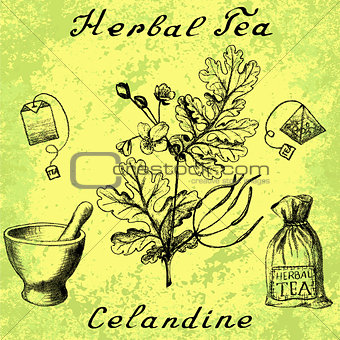 Greater celandine botanical illustration