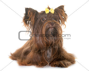 chocolate yorkshire terrier