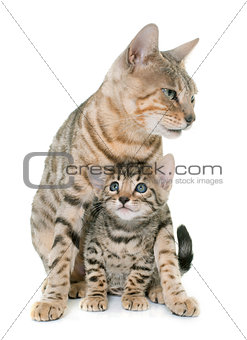 bengal kitten and mother