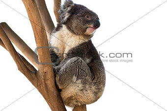 Koala bear isolated