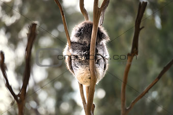 Australian koala bear sleep