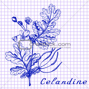 Greater celandine. Botanical drawing on exercise book background