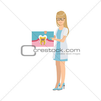 Woman Dentist In White Gown Holding Tooth Anatomy Drawing