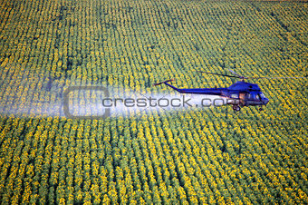 Agricultural works. Helicopter flying and spraying above sunflowers