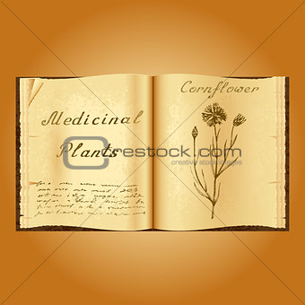 Cornflower. Botanical illustration. Medical plants. Book herbalist. Old open book