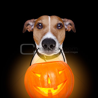 halloween pumpkin dog isolated on black