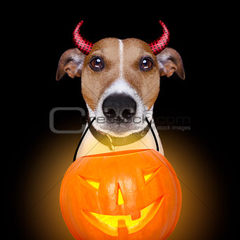 halloween pumpkin devil dog isolated on black