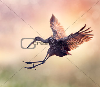 Limpkin Bird in Flight