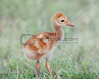 Small Sandhill Crane Chick