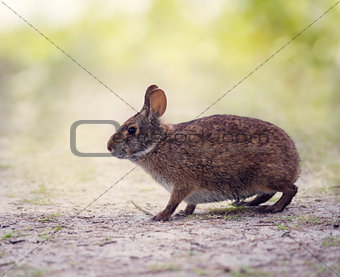 Marsh Rabbit in wetlands