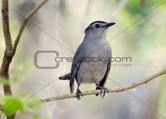 Gray Catbird Perching
