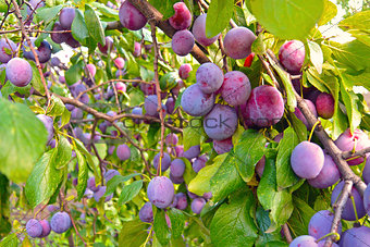 Branches of plum tree with lots of ripe fruits