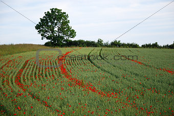 Poppies in the wheel tracks