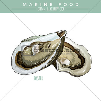 Oyster. Marine Food