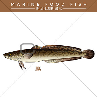 Ling. Marine Food Fish
