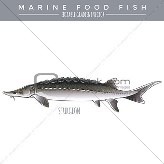 Sturgeon. Marine Food Fish