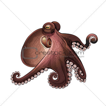 Octopus, Isolated Illustration