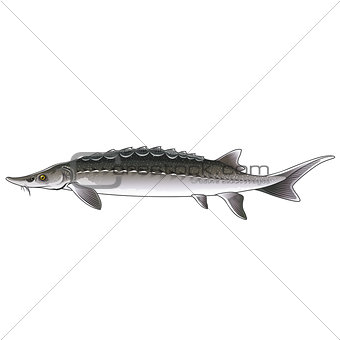 Sturgeon, Isolated Illustration