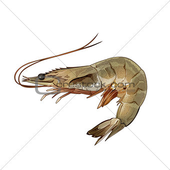 Shrimp, Isolated Illustration