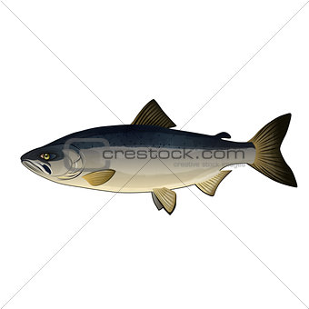 Chum Salmon, Isolated Illustration