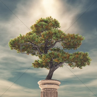Column and a pine tree