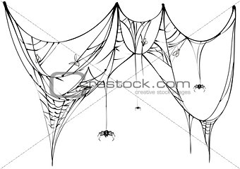 Black spider and torn web on white background