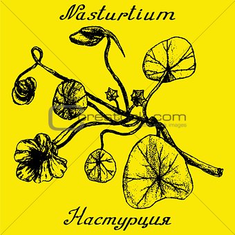 Nasturtium hand drawn sketch botanical illustration