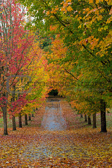 Path Lined with Maple Trees in Fall Season