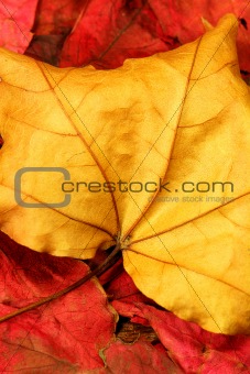Autumn Leaves 01