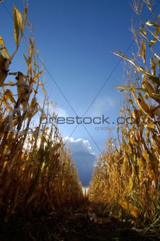 Corn in Cornfield