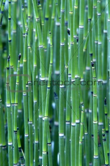 Grass Reeds
