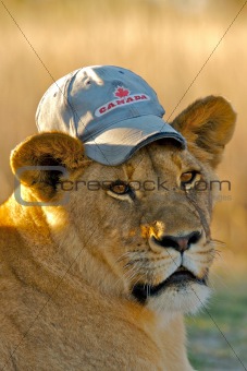 Lioness with hat