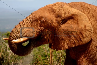 Elephant Bull Drinking