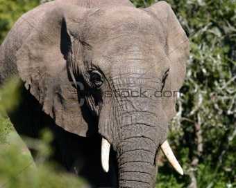 Young Elephant Bull