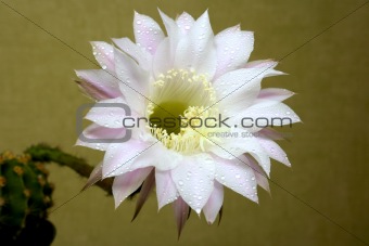 cactus flower with water drops