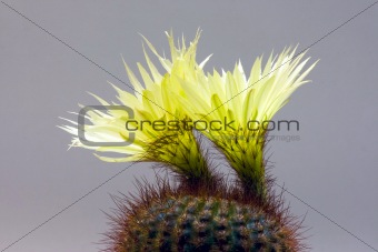 twin cactus flowers