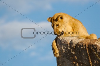 Lioness looking down
