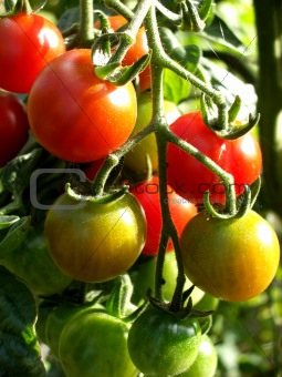 Tomatoes 12
