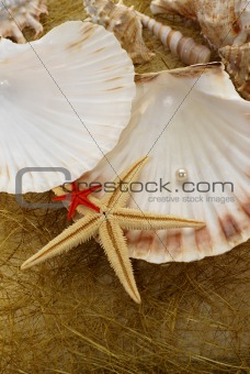 abstract background with various of seashells