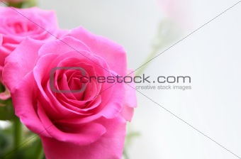 Bouquet of rosa roses