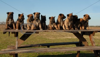puppies belgian shepherds