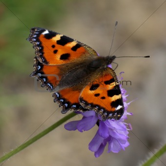 Butterfly (aglais urticae)