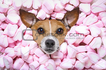 dog love valentines