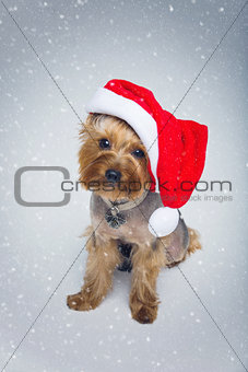 Yorkshire terrier dog in christmas cap
