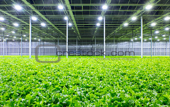 Lettuce in greenhouse