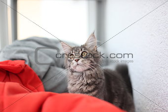 Funny Maine coon blue cat sitting on a red sofa