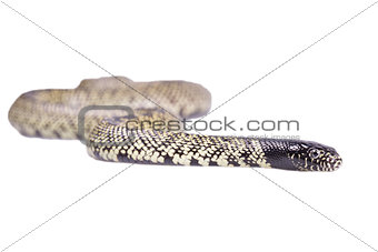 Snake Lampropeltis getula splendida Isolated