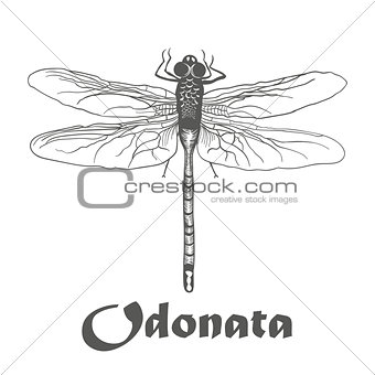 illustration vector hand draw doodles of black dragonfly isolated on white background