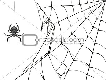 Large black spider and web on white background